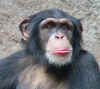 schimpanse200803wikipedia.jpg (36465 Byte)